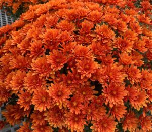 Orange Mums 2