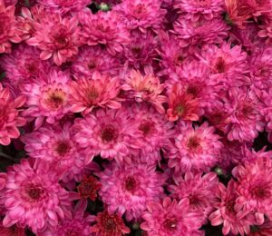 Pink Mums