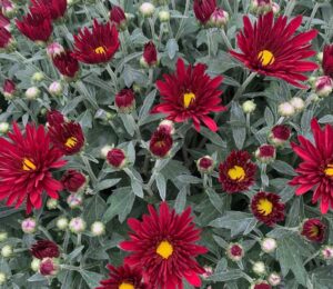 Red Mums