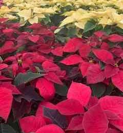 Red And Yellow Poinsettias