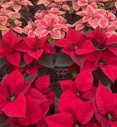 Red And Pink Poinsettias