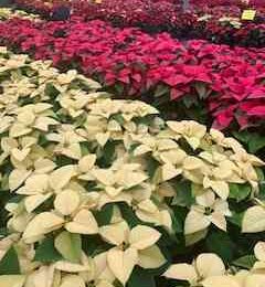 Red And White Poinsettias